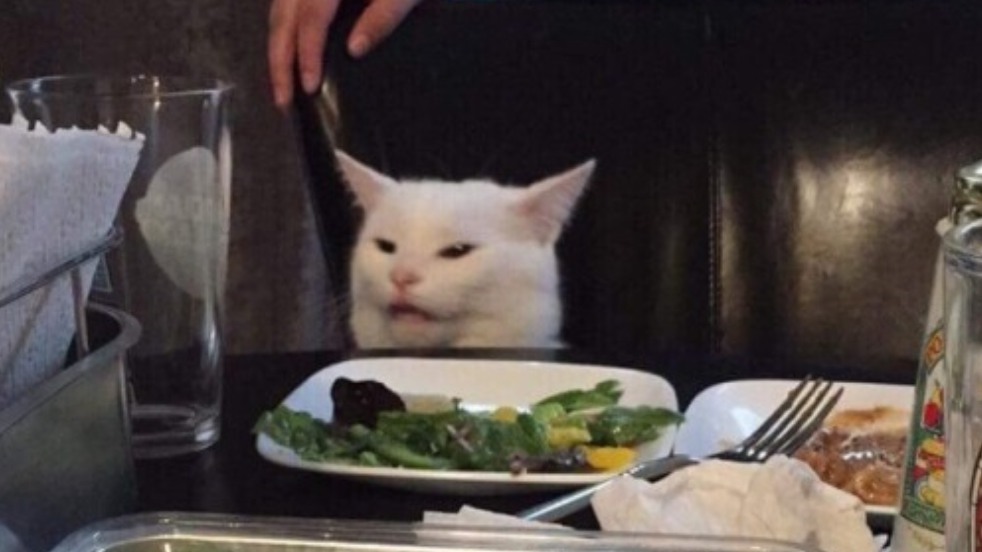 Woman yelling at cat meme: His name is Smudge, he's from Ottawa and he  hates salad | CTV News