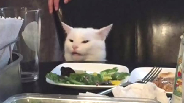 Woman yelling at cat meme: His name is Smudge, he&#39;s from Ottawa and he  hates salad | CTV News