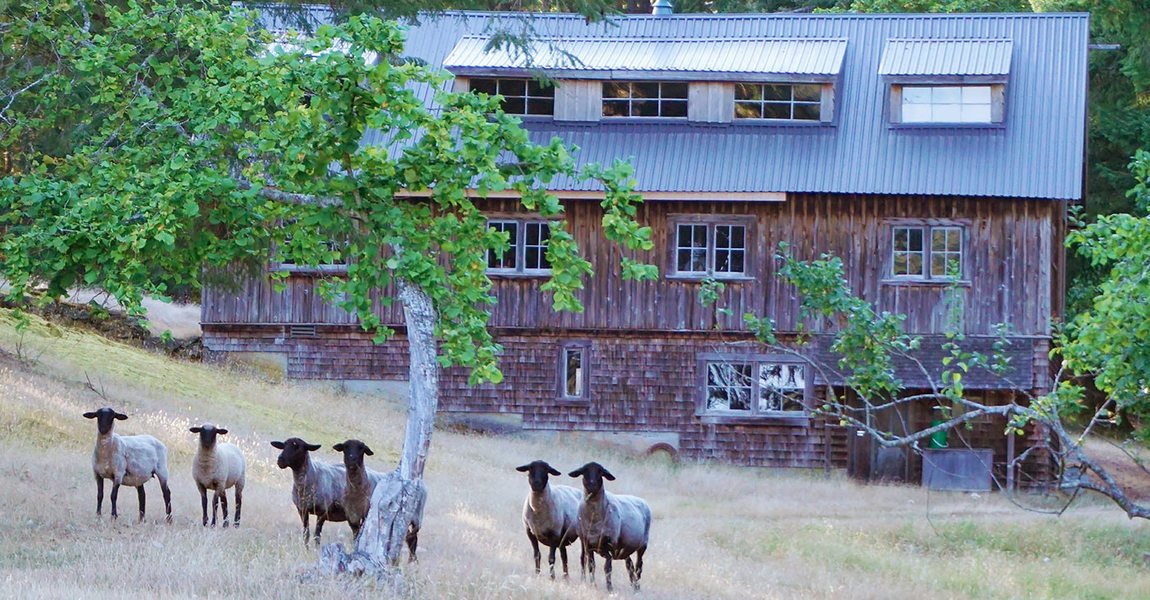 De Courcy barn with sheep